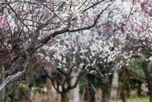Obraz 大宮第二公園の梅