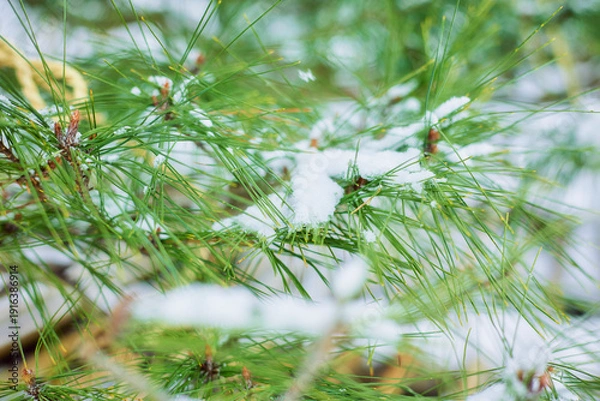 Obraz 【山形県山形市】松に積もった雪
