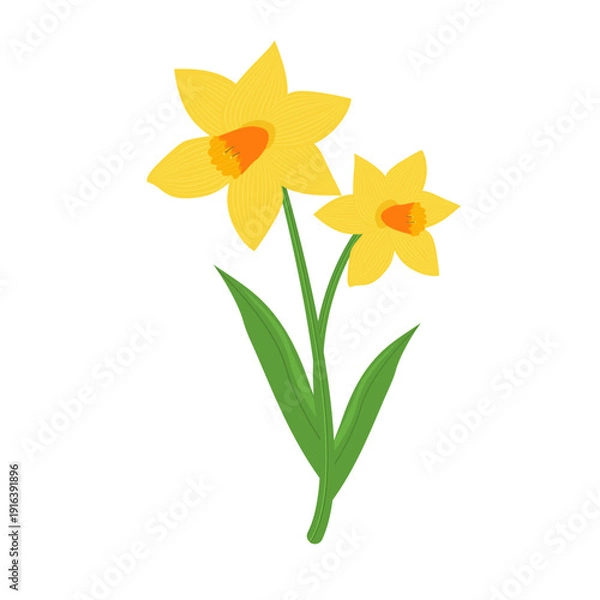 Obraz daffodil flower illustration