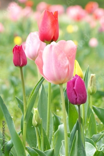 Obraz 植物　花　夕方　畑　風景