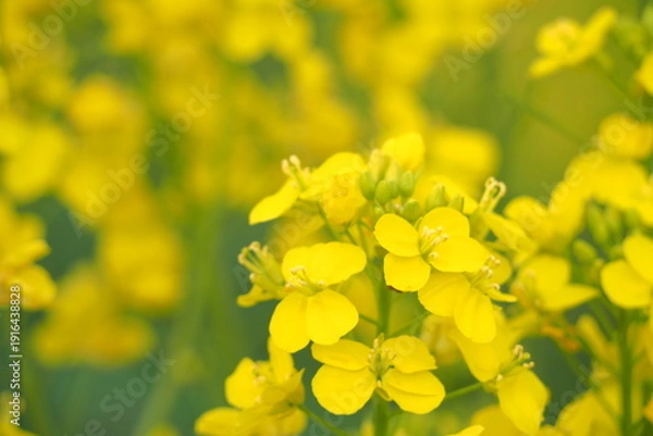 Obraz 植物　花　畑　夕方	