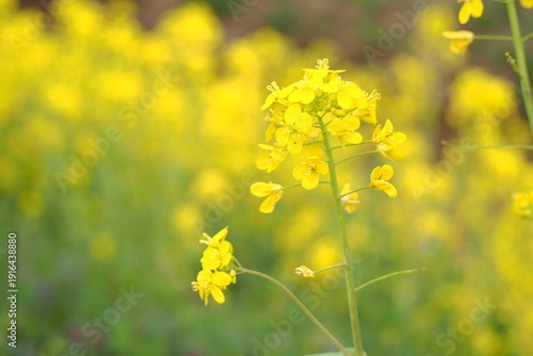 Obraz 植物　花　畑　夕方	