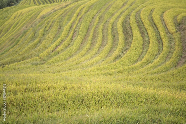 Obraz rice field pattern