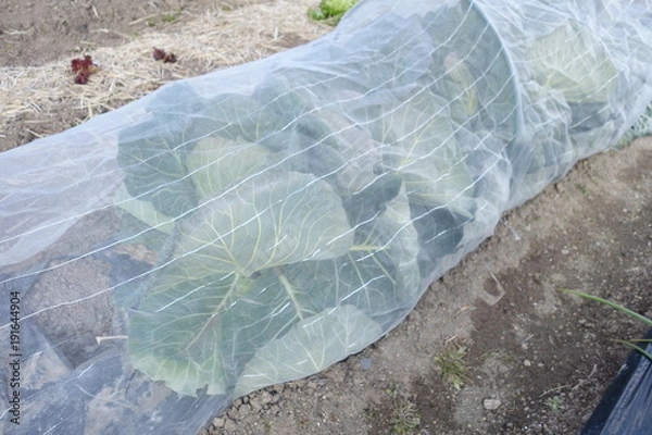 Obraz 
野菜畑のマルチシート、日本の風景