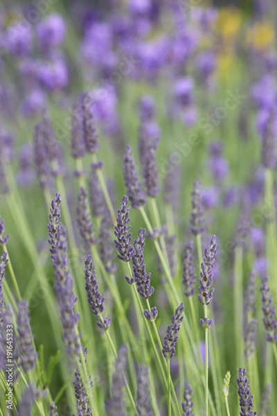 Fototapeta flowering lavender 