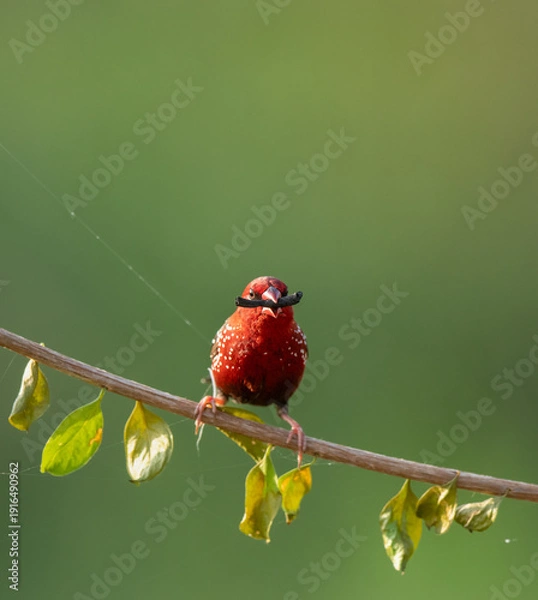 Fototapeta Red Finch With Nesting Material