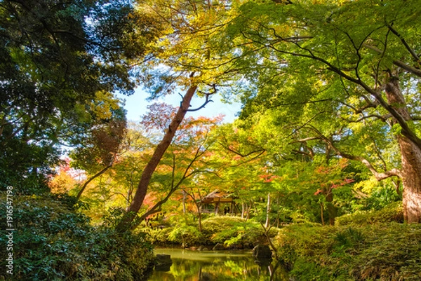 Obraz 東京都文京区 秋の六義園、つつじ茶屋