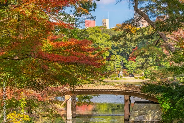 Obraz 東京都文京区 色鮮やかな紅葉に包まれる秋の六義園、千鳥橋