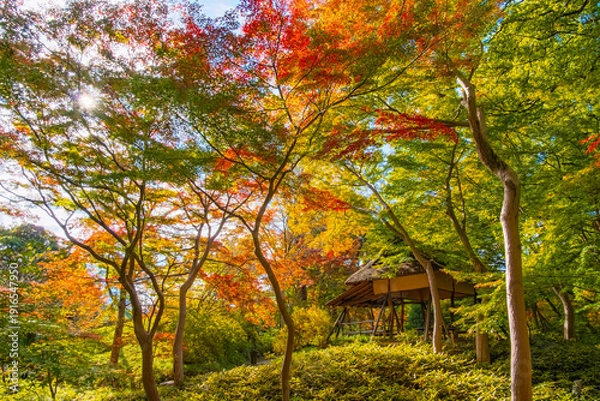 Obraz 東京都文京区 秋の六義園、つつじ茶屋