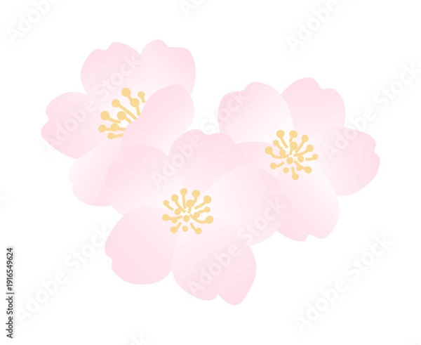 Obraz 満開の桜の花のイラスト