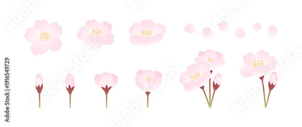 Obraz 桜の花のバリエーションイラスト素材セット