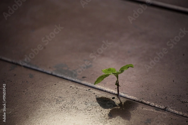 Obraz A little mint tree growing up in small gap of old red metal floor.