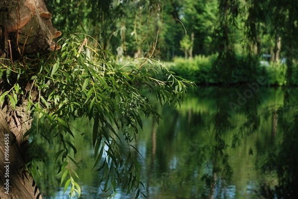 Fototapeta Ива на берегу