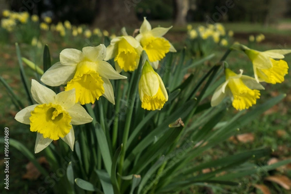 Obraz daffodils in spring