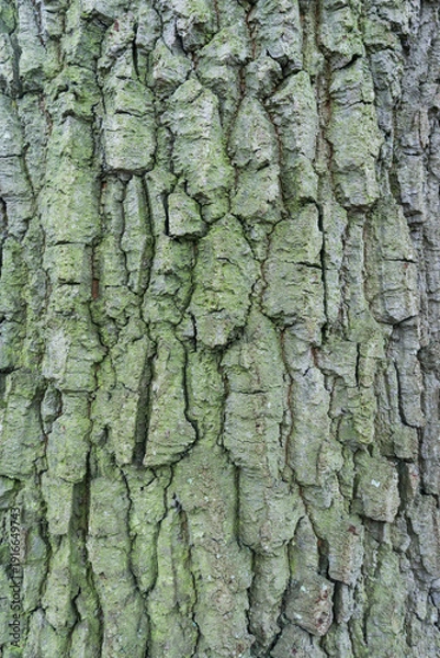 Obraz tree bark texture