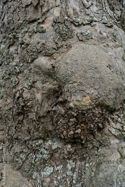 Obraz knarled tree bark texture