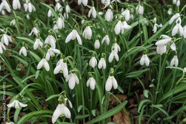 Obraz snowdrops in spring