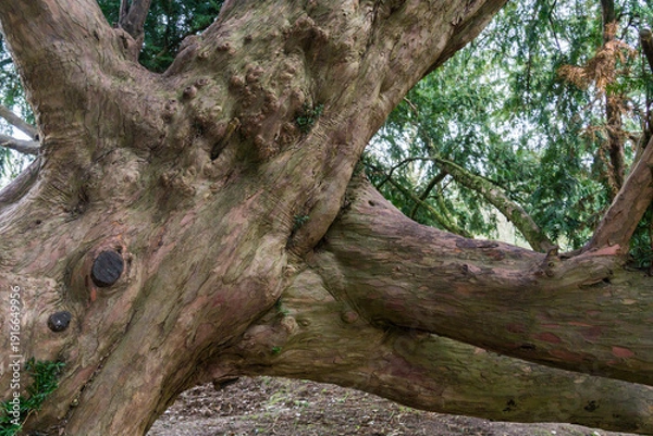 Obraz old tree in the forest