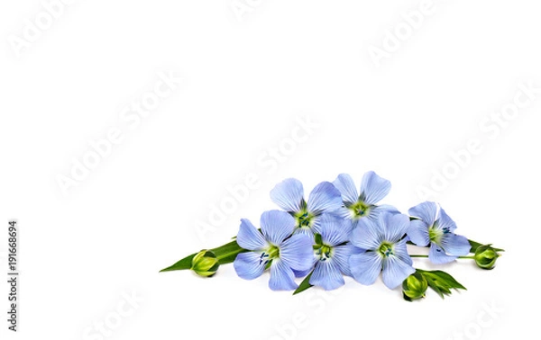 Fototapeta Blue flowers and capsules with seed flax (Linum usitatissimum) common names: common flax or linseed on a white background with space for text