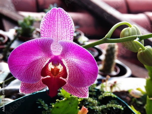 Fototapeta Flor de orquídea