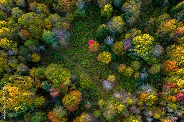 Obraz Autumn forest aerial