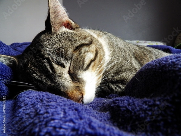 Fototapeta Gatinho soneca