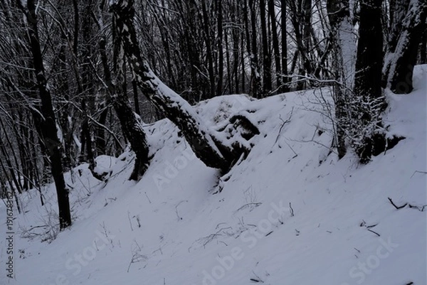 Obraz  11/5000 derevo-slon tree-elephant