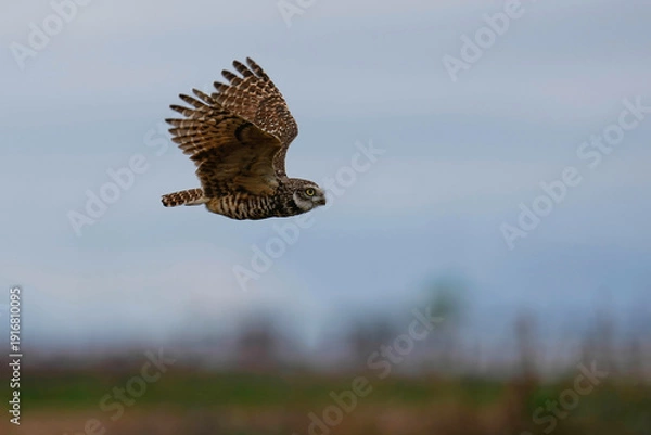 Obraz Burrowing Owl - Flyby