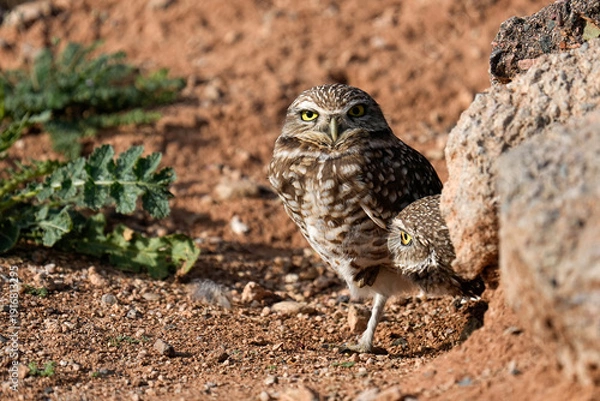 Obraz Burrowing Owl - Arizona