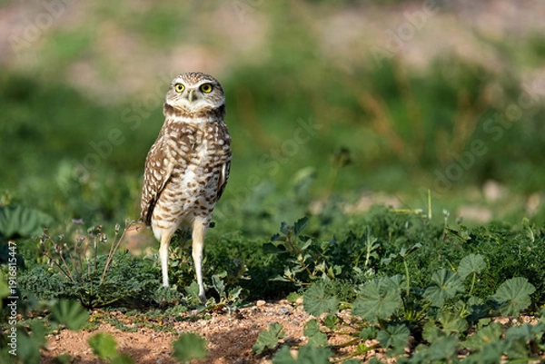Obraz Burrowing Owl - Arizona
