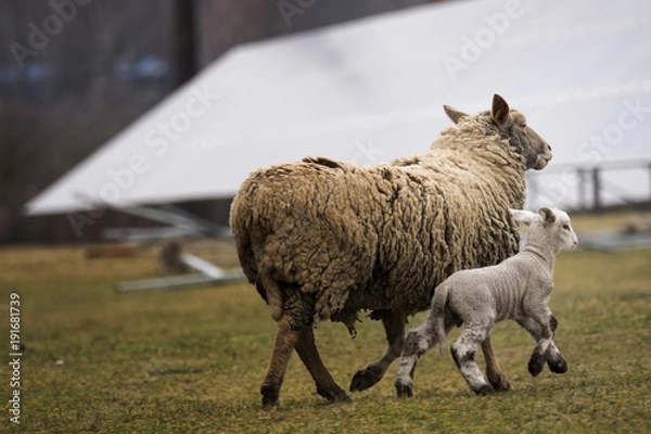 Obraz Solar Panel and Sheep