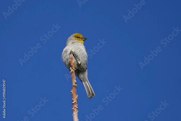 Obraz Verdin - Arizona