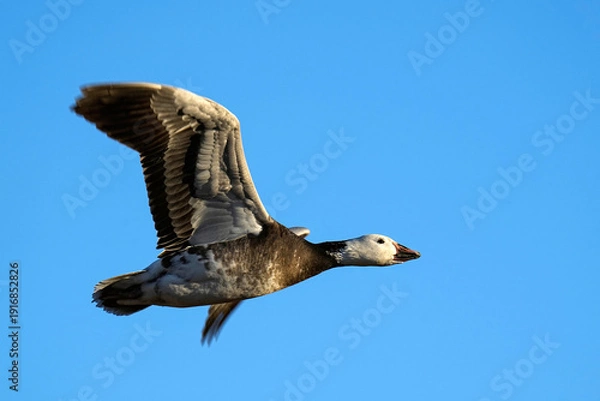 Obraz Snow goose - New Mexico