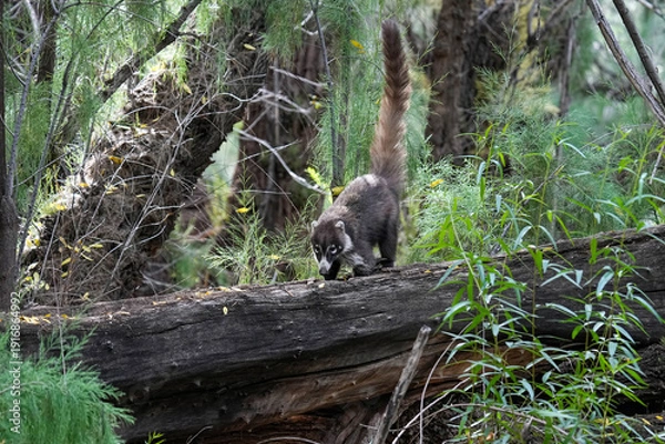 Obraz Coati - Arizona