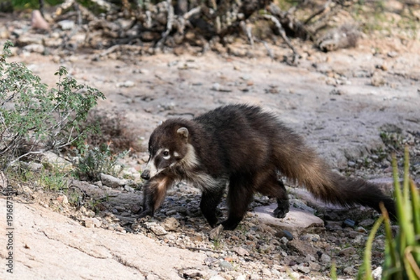Obraz Coatimundi