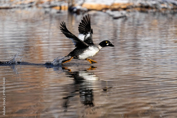 Obraz Common Goldeneye