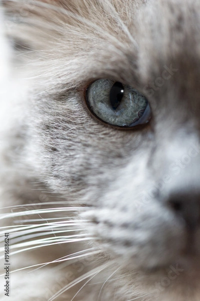 Obraz Porträt einer Ragdoll Katze