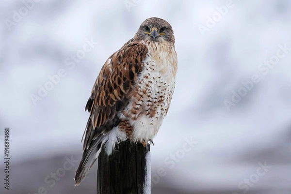Obraz Ferruginous Hawk