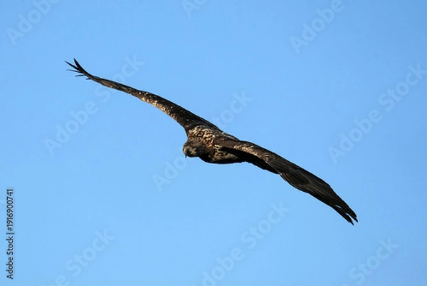 Obraz Juvenile bald Eagle - Flight