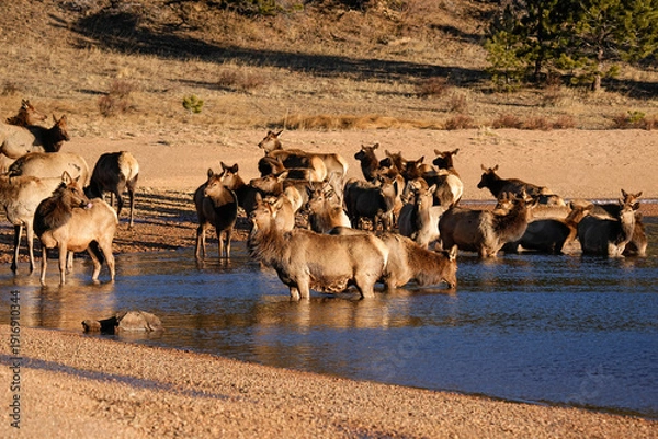 Obraz Elk Colorado