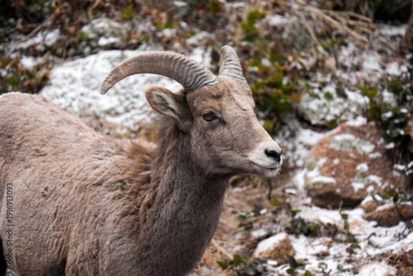 Obraz Bighorn - Snow