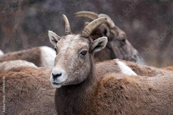 Obraz Bighorn Rocky Mountains