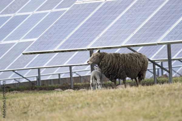 Obraz Solar Panel and Sheep