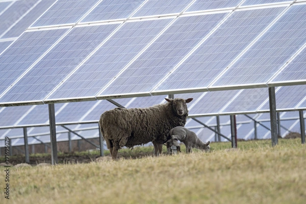 Obraz Solar Panel and Sheep