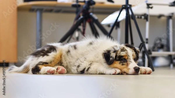 Obraz Cute little dog
