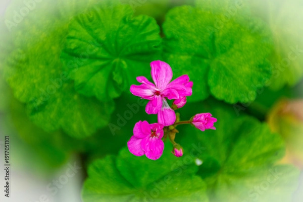 Obraz flor cor de rosa