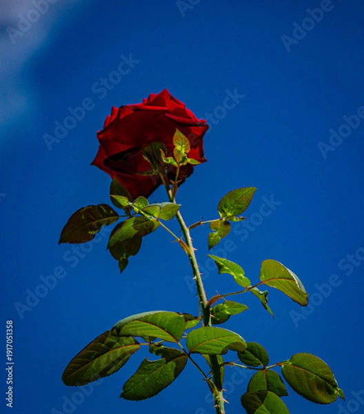 Obraz rosa vermelha com folhas e espinhos