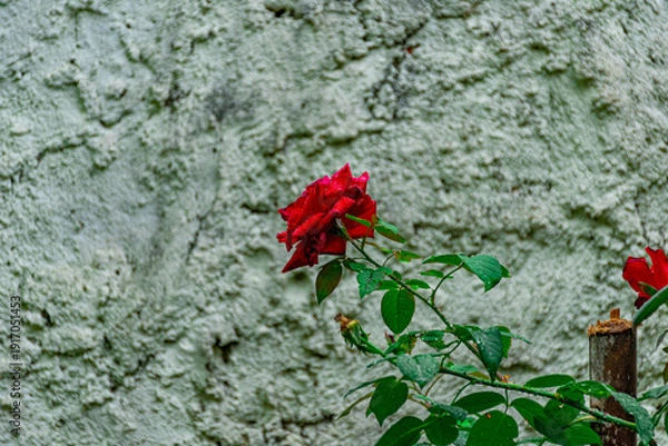 Obraz rosas vermelhas com folhas