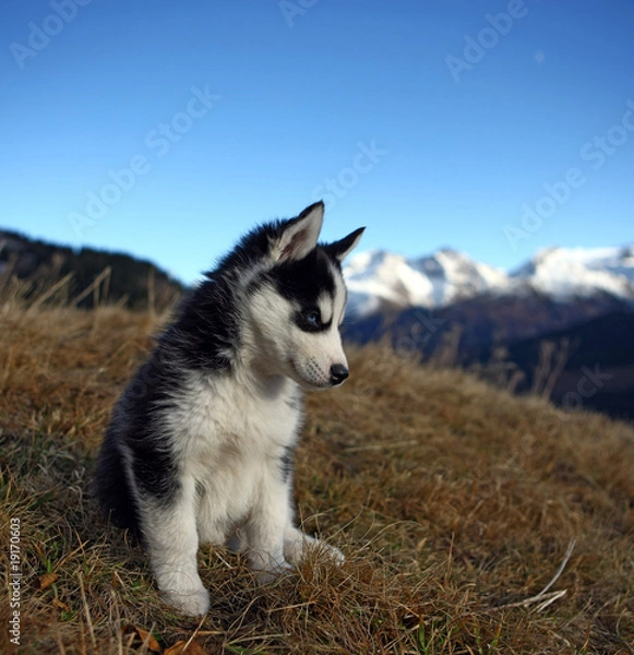 Obraz Junger Husky im Gras sitzend