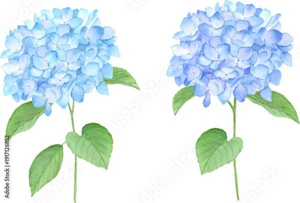 Obraz 水彩で描いたアジサイ
